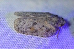 Flatoidinus punctatus