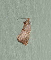 Glyphidoptera insignana
