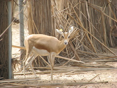 Gazella dorcas