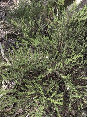 Prostanthera cryptandroides cryptandroides