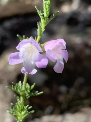 Prostanthera cryptandroides cryptandroides