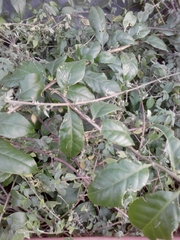 Magnoliopsida