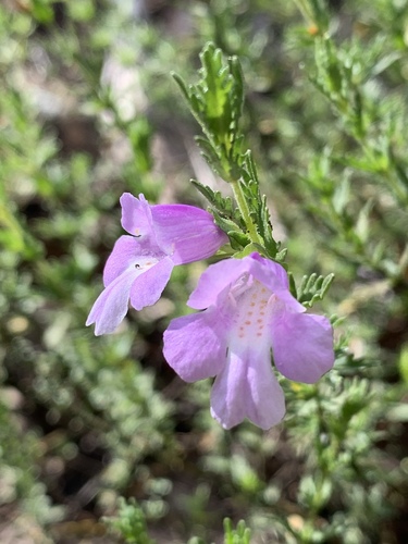 Prostanthera cryptandroides