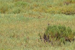 Passerculus sandwichensis beldingi