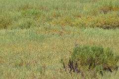 Passerculus sandwichensis beldingi