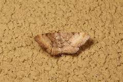 Macaria adonis