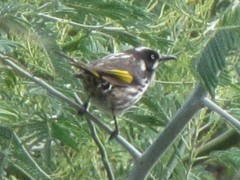 Phylidonyris novaehollandiae novaehollandiae