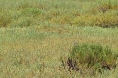 Passerculus sandwichensis beldingi