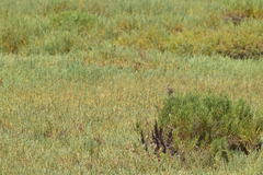 Passerculus sandwichensis beldingi