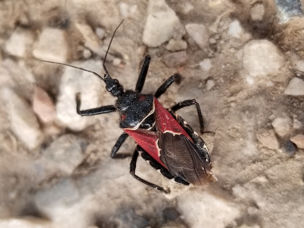 Mountain Bee Assassin