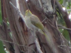 Ptilotula penicillata penicillata