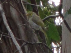 Ptilotula penicillata penicillata