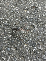 Acanthocephala declivis