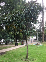 Meriania nobilis
