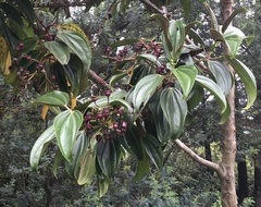 Meriania nobilis