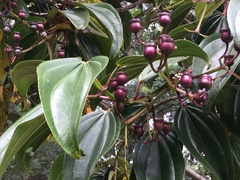 Meriania nobilis