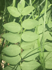 Polemonium occidentale occidentale