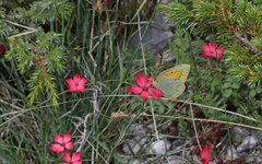 Colias aurorina