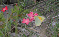 Colias aurorina