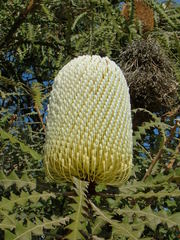 Banksia speciosa