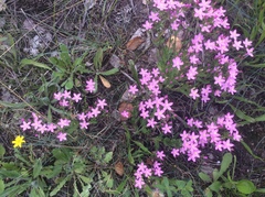 Centaurium erythraea