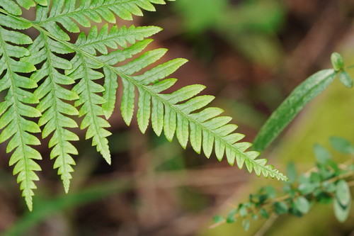 Pteris tremula