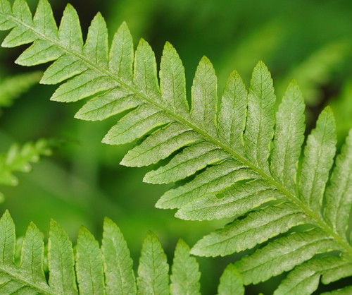Pteris tremula
