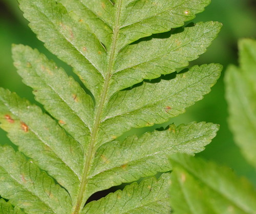 Pteris tremula
