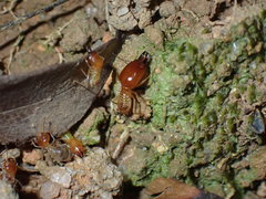 Macrotermes barneyi