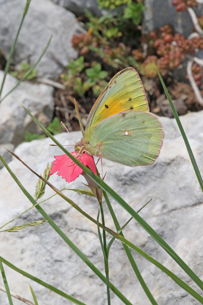 Greek Clouded Yellow