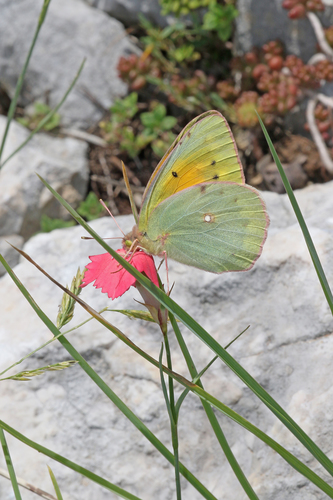 Greek Clouded Yellow