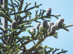 Abies vejarii