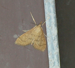 Metasia dicealis