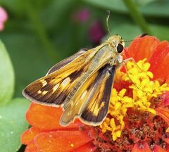 Atalopedes campestris huron