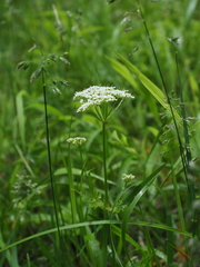 Conioselinum chinense