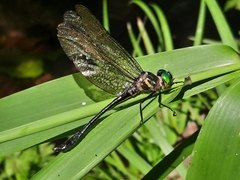 Macromidia rapida