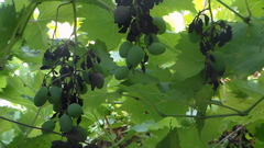 Vitis vinifera