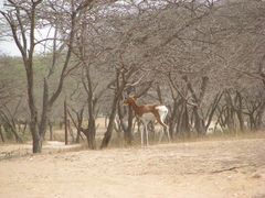 Nanger dama