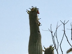 Zenaida asiatica