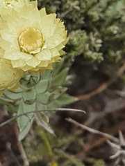 Syncarpha speciosissima