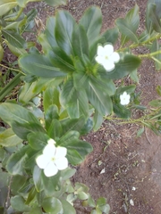 Catharanthus roseus