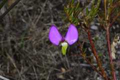 Polygala peduncularis