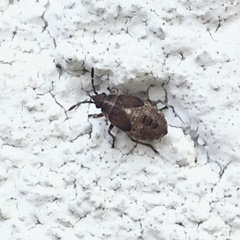 Heteroptera