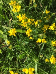 Lotus corniculatus corniculatus