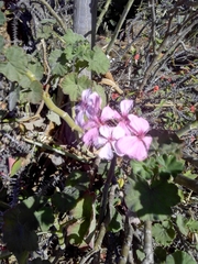 Pelargonium