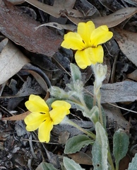 Goodenia convexa