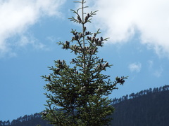 Abies vejarii