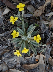 Goodenia convexa