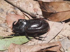 Trichogomphus mongol