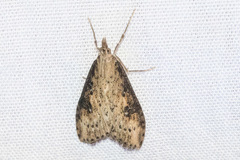 Udea itysalis